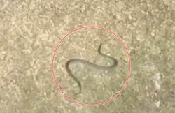 वीडियो: छलांग लगाकर हवा में उड़ा जहरीला सांप तो देखकर हैरान रह लोग, कैमरे में हुआ कैद