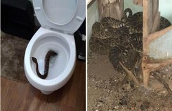 PHOTOS: टॉयलेट में निकले सांप की पीट-पीटकर ली जान, घर में निकले 23 से ज्यादा नाग