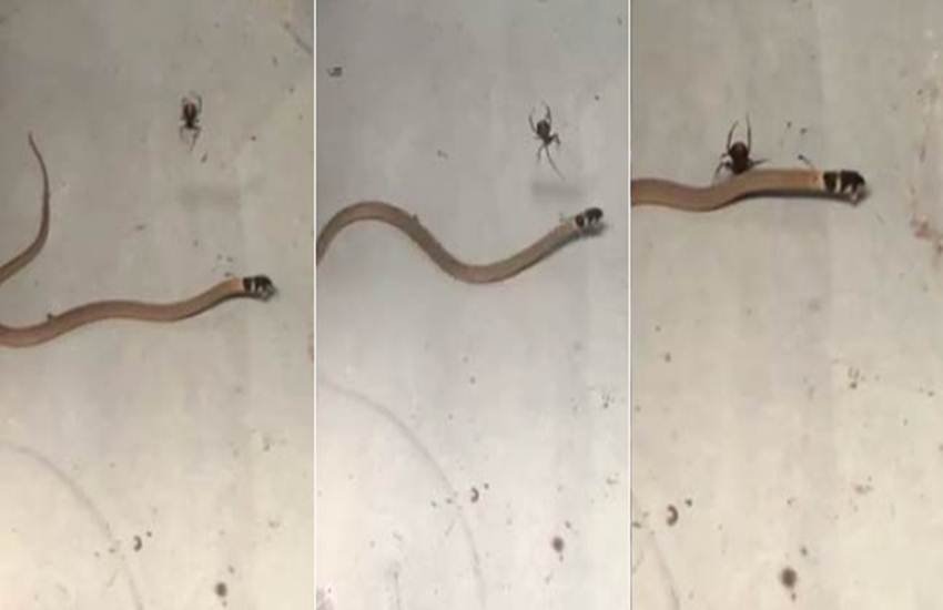 सांप और मकड़ी के बीच जंग। (Videograb)