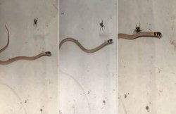 वीडियो: दुनिया का सबसे जहरीला सांप मकड़ी के आगे पड़ा कमजोर, जाल में फंसाकर मारा!