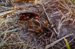 वीडियो: मकड़ी और बर्रैया के बीच हुई जोरदार लड़ाई, देखिए कौन जीता