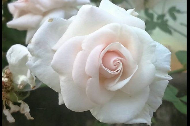 Rose day, valentine's day, roses, rose bouquet, rose colors meanings, red roses, pink roses, rose prices, roses valentine