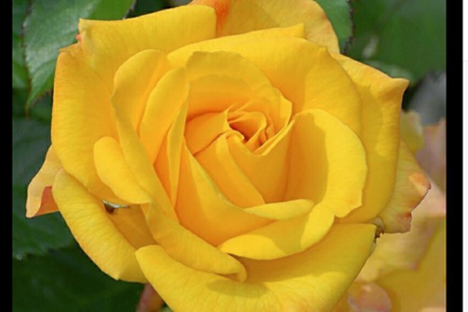 Rose day, valentine's day, roses, rose bouquet, rose colors meanings, red roses, pink roses, rose prices, roses valentine