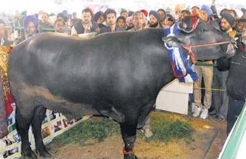 चित्रकूट मेले में आकर्षण का केंद्र बना युवराज। (Photo Source: Youtube)