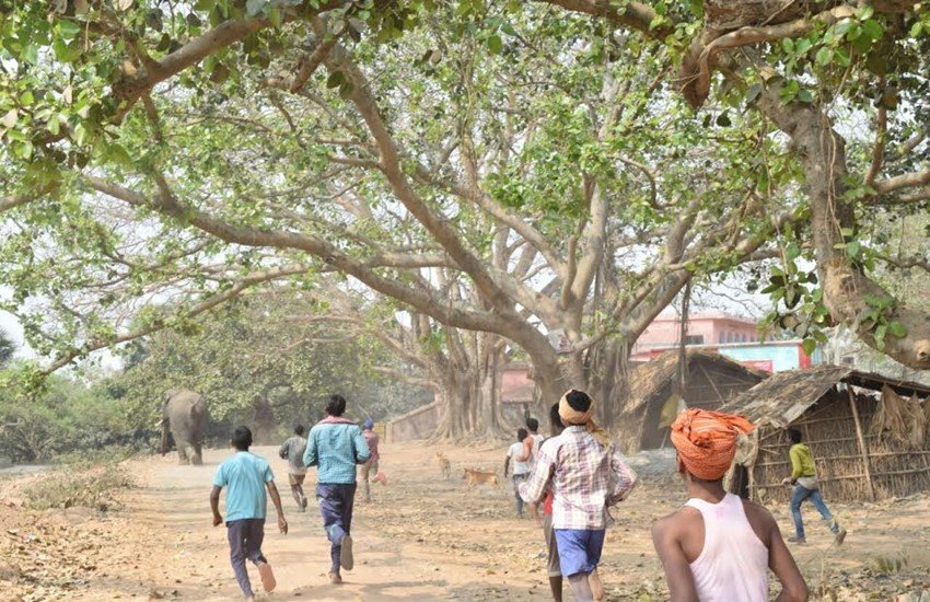 jansatta Ravivariya Column, Assam Elephant, Assam Men vs Elephant, Assam Elephant news