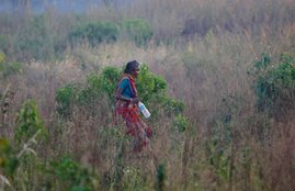 Government Teacher, MP Government Teacher, Government Teacher Wife, Teacher suspended, Teacher suspended in MP, Open Defecation, Teacher Wife Open Defecation, Government Teacher Wife Open Defecation, Madhya Pradesh, Open Defecation Case, Swachh Bharat Mission, State News, Jansatta