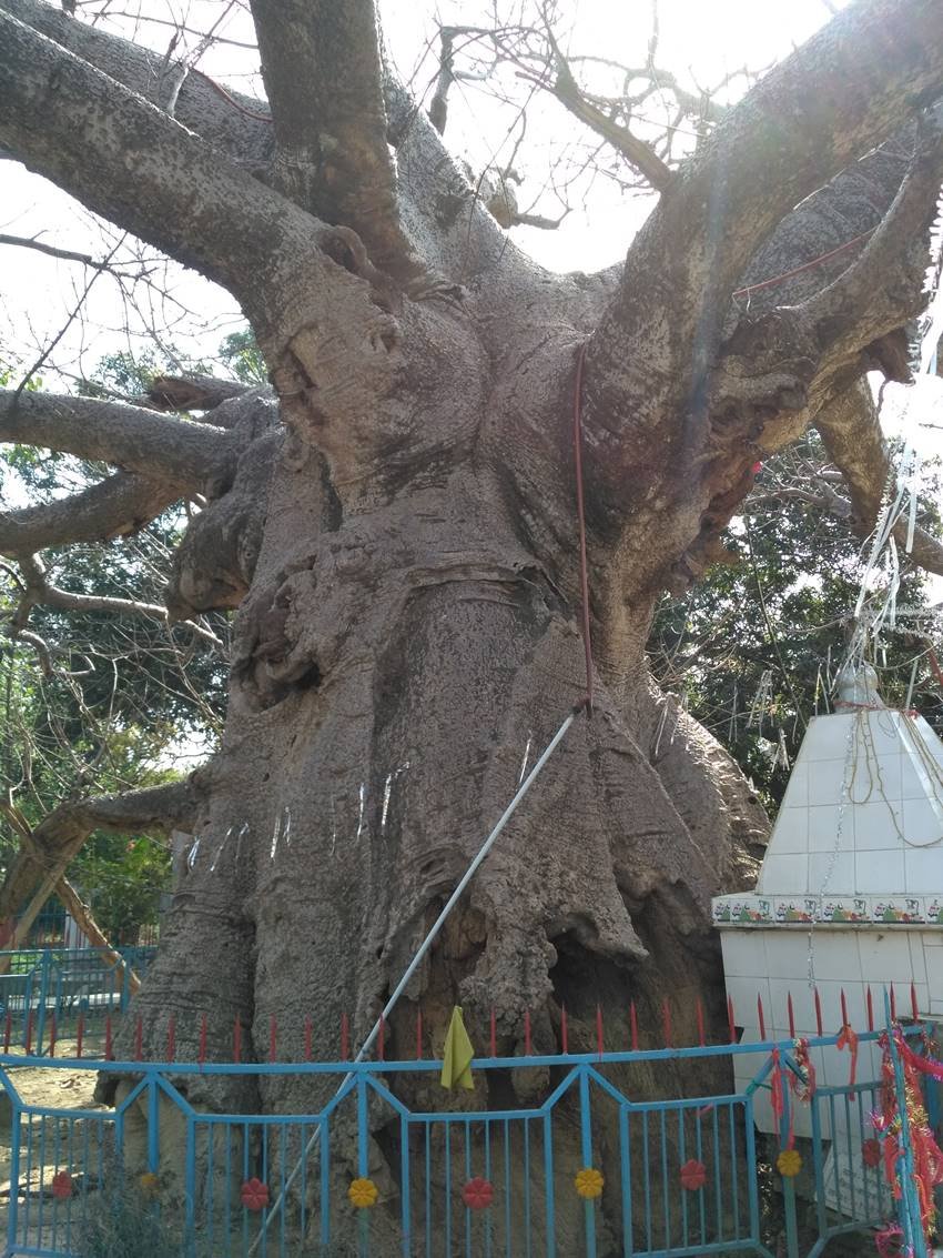 पारिजात के इस पेड़ के बारे में मान्यता है कि भगवान राम ने अपने हाथों से यह पेड़ लगाया था। (Photo: Jansatta)