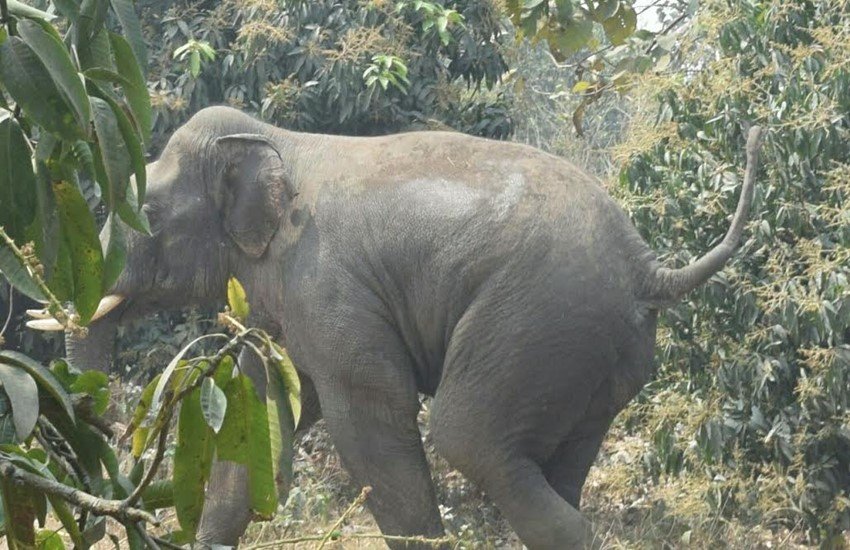 हाथी पर काबू पाने के लिए 50 से ज्यादा वन्य कर्मचारी जुटे हुए हैं। (Image Source: IE)