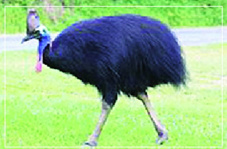 कैसोवरी