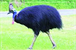 सबसे खतरनाक चिड़िया