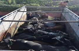 slaughterhouse, gau rakshaks, Yogi adityanath, cow, bufflaow, beef, बूचड़खाना सील, अवैध बूचड़खाना सील, UP news, latest news, Hindi news, Muslims, gau raksha dal up