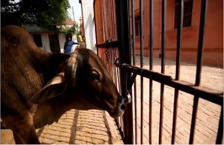 योगी आदित्यनाथ की गाय।
