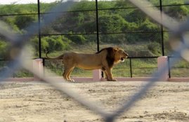 uttar pradesh, UP meat, UP slaughterhouse, etawah lion safari, UP lions, meat shortage UP, uttar pradesh meat shortage, lucknow zoo, kanpur zoo, UP news, yogi adityanath