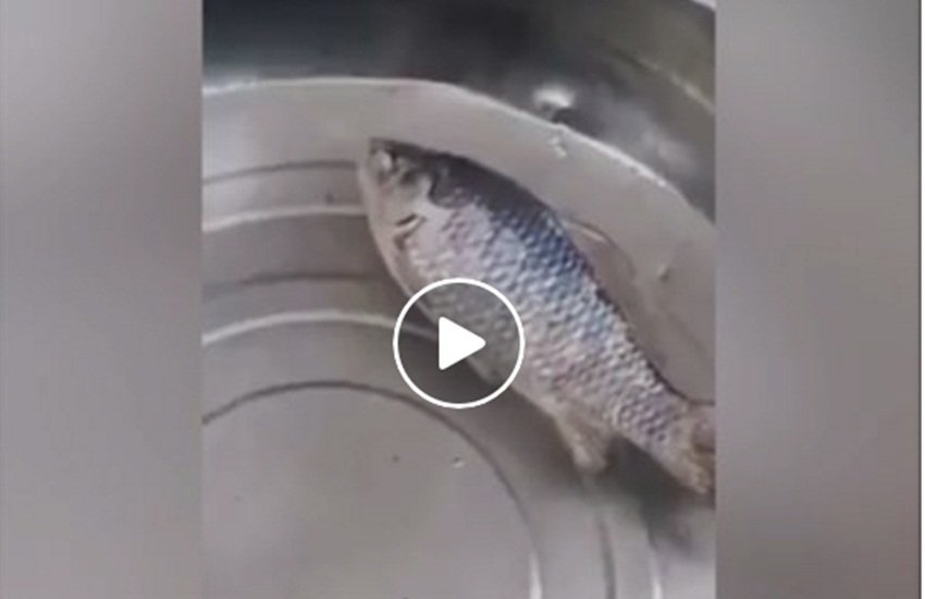 वीडियो से लिया गया स्क्रीनशॉट (Source: NTD Television)