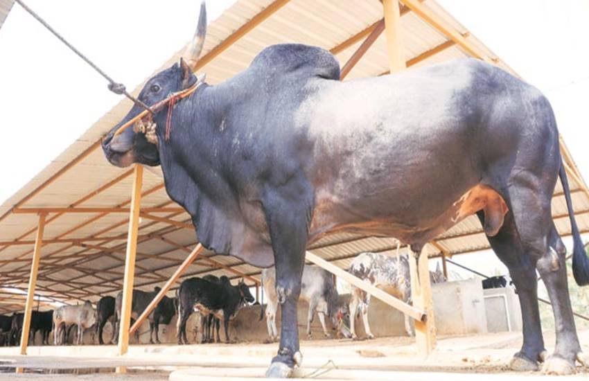 अस्पताल के एसीएमओ गौरक्षा के नाम पर पशु क्रूरता का खेल चला रहे थे। (File Photo)