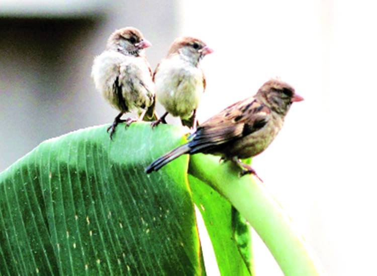  20 मार्च, गौरैया दिवस मनाया जा रहा है।