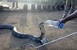 Viral Video: कभी किसी किंग कोबरा को बोतल से पानी पीते हुए देखा है ?
