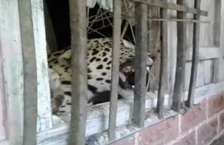 घर में घुसे तेंदुए ने महिला और उसके परिवार पर किया हमला, गांव वालों के पहुंचने पर फंसा।( Videograb: Youtube) घर में घुसे तेंदुए ने महिला और उसके परिवार पर किया हमला, गांव वालों के पहुंचने पर फंसा।( Videograb: Youtube)