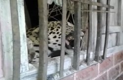 वायरल वीडियो: महिला पर हमला करके फंस गया खतरनाक तेंदुआ, हुआ बुरा हाल