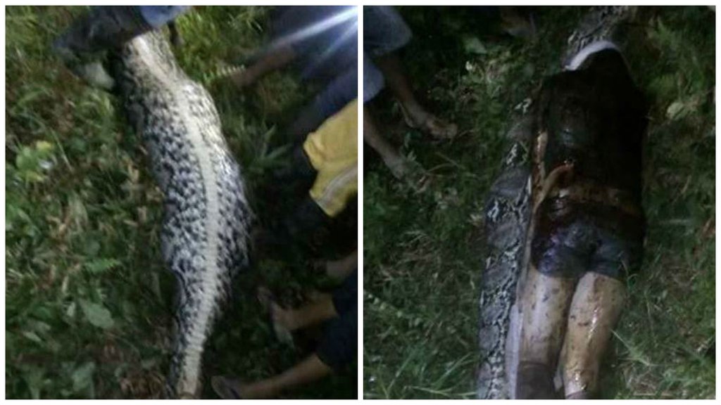 23 फीट लंबे सांप ने जिंदा इंसान को बनाया निवाला। (Photo Source: Screenshot/youtube)