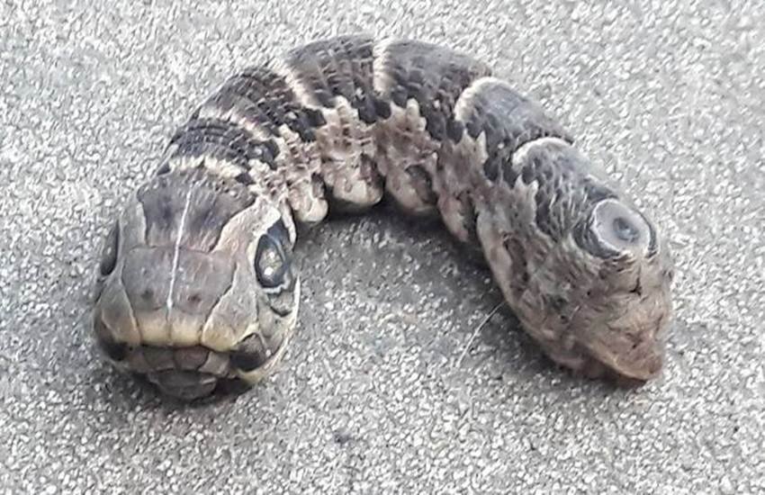 इंटरनेट पर सांप जैसा दिखने वाले छोटे मगर मोटे जीव ने मचाई सनसनी। (Photo Source: Facebook/ Lujan Eroles)