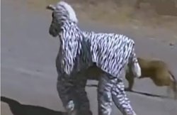 Video: जेबरासूट पहनकर शेरों के बीच पहुंचे दो युवकों पर टूट पड़ीं शेरनियां, ऐसे बचाई जान