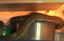 वीडियो: ठंडा पानी लेने के लिए खोला फ्रिज तो अंदर कुंडली मारे बैठा था 14 फुट लंबा किंग कोबरा