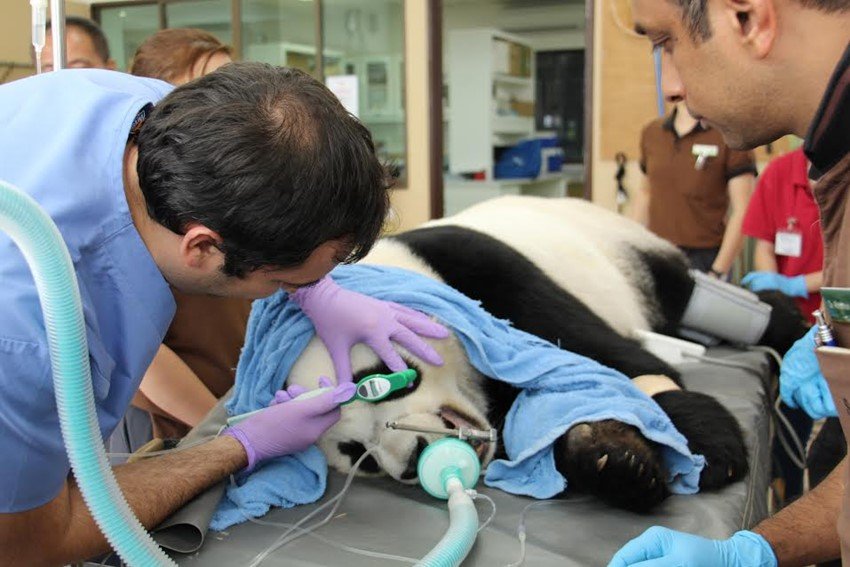 River Safari, Wildlife Reserves Singapore, Asia first river-themed wildlife, Night Safari, Singapore Zoo, giant pandas, China Wildlife Conservation Association, Yangtze River, Giant Panda Collaborative, Conservation Donor, jansatta