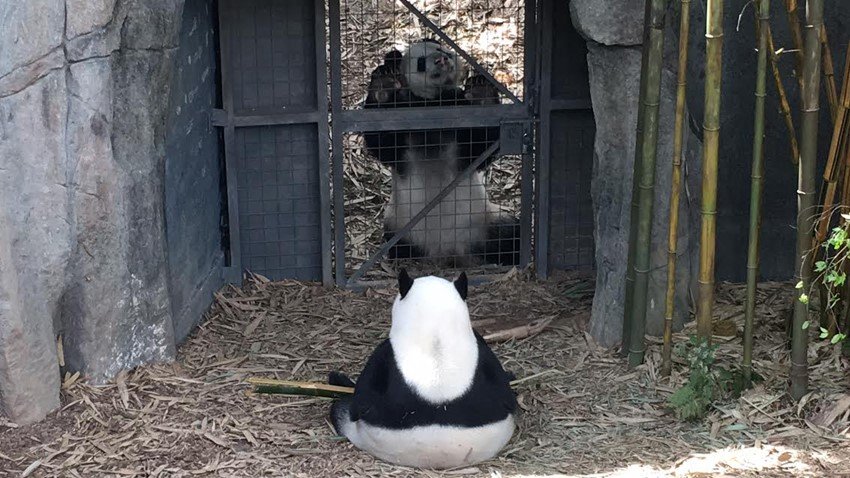 River Safari, Wildlife Reserves Singapore, Asia first river-themed wildlife, Night Safari, Singapore Zoo, giant pandas, China Wildlife Conservation Association, Yangtze River, Giant Panda Collaborative, Conservation Donor, jansatta