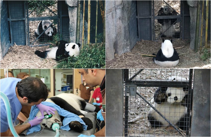 River Safari, Wildlife Reserves Singapore, Asia first river-themed wildlife, Night Safari, Singapore Zoo, giant pandas, China Wildlife Conservation Association, Yangtze River, Giant Panda Collaborative, Conservation Donor, jansatta