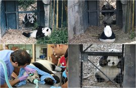 River Safari, Wildlife Reserves Singapore, Asia first river-themed wildlife, Night Safari, Singapore Zoo, giant pandas, China Wildlife Conservation Association, Yangtze River, Giant Panda Collaborative, Conservation Donor, jansatta