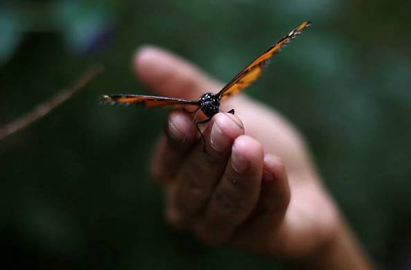 Monarch butterfly, Monarch butterfly at Chapultepec Zoo, Mexico City, Chapultepec Zoo at Mexico, Edgard Garrido