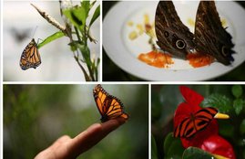 Monarch butterfly, Monarch butterfly at Chapultepec Zoo, Mexico City, Chapultepec Zoo at Mexico, Edgard Garrido