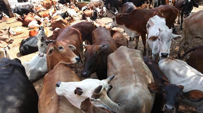 गौ तस्करों ने पीछा कर रही पुलिस पर चलाईं गोलियां, एक गिरफ्तार और आरोपी दो फरार