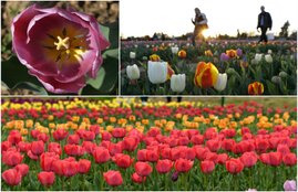 tourist attractions, Kashmir Valley, Asia’s largest, varieties of Tulip, tulips, Hyacinths, Narcis, Daffodil flowers, 15 day’s musical festival, Cultural Academy while visitors, JKTDC, Handicrafts Department, Mir, Secretary Tourism, Farooq Ahmed Shah, public ,Tulip Garden, tourism promotion, visitors, season, jansatta, latest news, news hindi