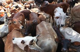 cow slaughter