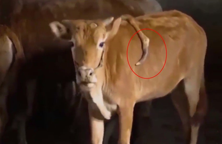 चीन में मिली 5 पैरों वाली गाय। (Photo Source: Videograb/Youtube) चीन में मिली 5 पैरों वाली गाय। (Photo Source: Videograb/Youtube)