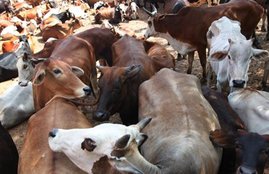 Madhya pradesh, cow, cow death, Gau shala, gau, cow shed, Shivraj singhj chauhan, Madhya pradesh news, Hindi news, Jansatta