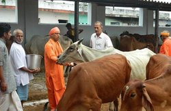 बाबा रामदेव का सांड़ों से बिजली बनाने का प्लान, योगी आदित्य नाथ ने लगे हाथ दिया यूपी में गौमूत्र सप्लाई का ठेका