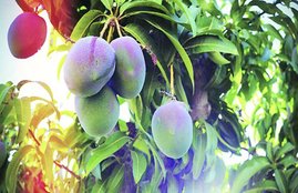 Yogi, Yogi Aditya nath, Yogi mango, New variety mango, Mango, Malihabad, PM Modi, Modi mango, Haji Kalimullah, Dussehri, Husn-e-Aara, Hindi news, latest news
