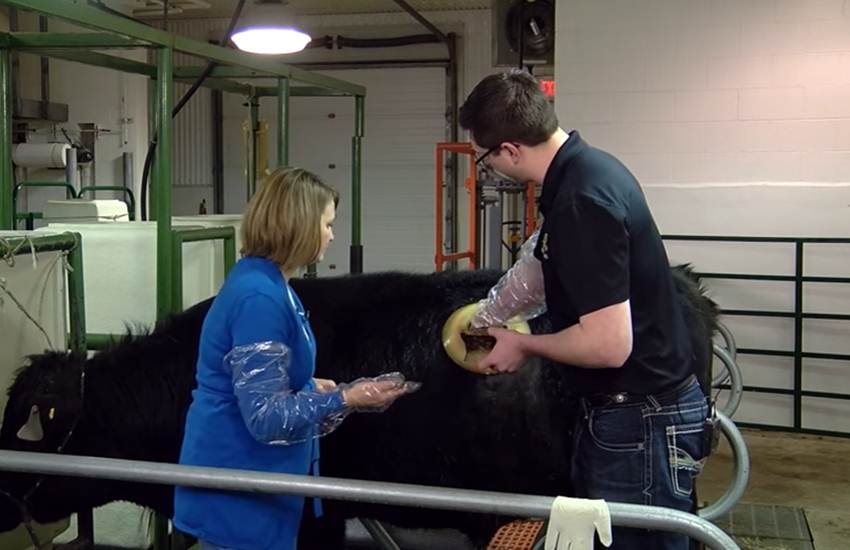 गायों के शरीर में किया जा रहा है छेद। (Photo Source: screenshot/youtube) गायों के शरीर में किया जा रहा है छेद। (Photo Source: screenshot/youtube)