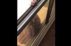 सातवीं मंजिल से लटकी नौकरानी, बचाने की जगह मालकिन ने बनाया यह VIDEO