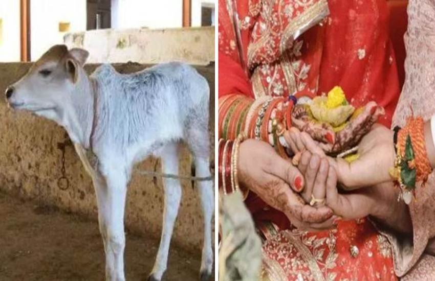 बछड़े की मौत पर प्रायश्चित के लिए पंचायत ने सुनाई सजा। (Representative Image) बछड़े की मौत पर प्रायश्चित के लिए पंचायत ने सुनाई सजा। (Representative Image)