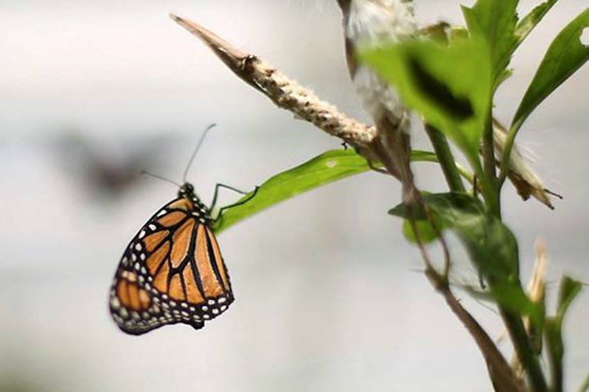 Monarch butterfly, Monarch butterfly at Chapultepec Zoo, Mexico City, Chapultepec Zoo at Mexico, Edgard Garrido