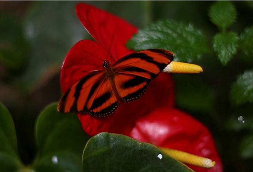 Monarch butterfly, Monarch butterfly at Chapultepec Zoo, Mexico City, Chapultepec Zoo at Mexico, Edgard Garrido