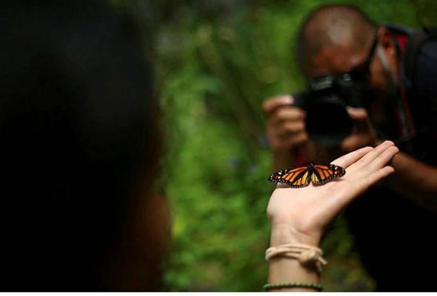 Monarch butterfly, Monarch butterfly at Chapultepec Zoo, Mexico City, Chapultepec Zoo at Mexico, Edgard Garrido