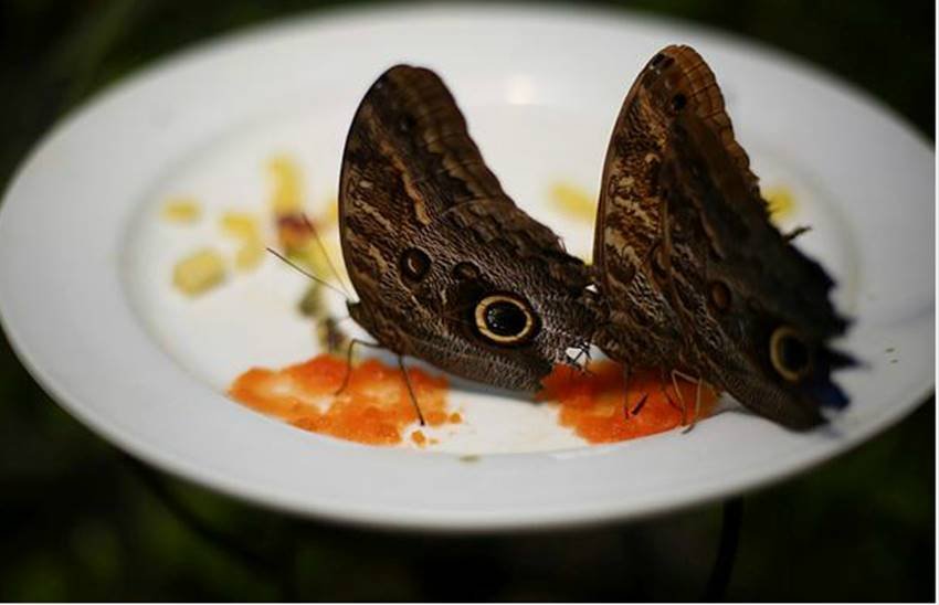 प्लेट में रखी किसी डिश का सेवन करती मोनार्क तितली। (REUTERSI)