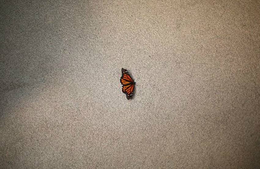 Monarch butterfly, Monarch butterfly at Chapultepec Zoo, Mexico City, Chapultepec Zoo at Mexico, Edgard Garrido