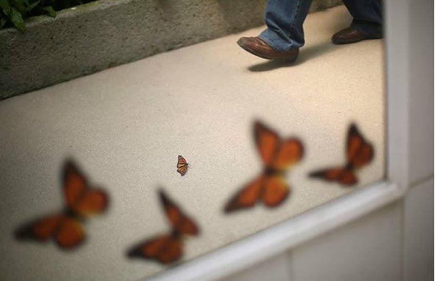 Monarch butterfly, Monarch butterfly at Chapultepec Zoo, Mexico City, Chapultepec Zoo at Mexico, Edgard Garrido