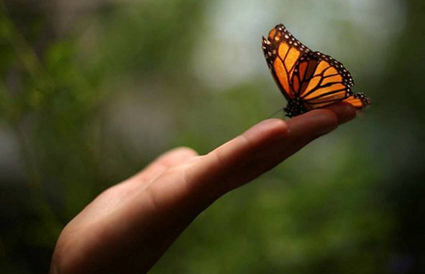 Monarch butterfly, Monarch butterfly at Chapultepec Zoo, Mexico City, Chapultepec Zoo at Mexico, Edgard Garrido